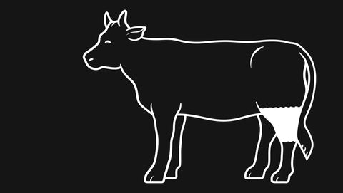 Fleischratgeber: Rinderstelze / Beef Hammer