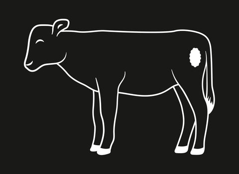 Fleisch Know-how: Kalbstafelspitz