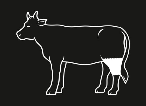 Fleischratgeber: Rinderstelze / Beef Hammer