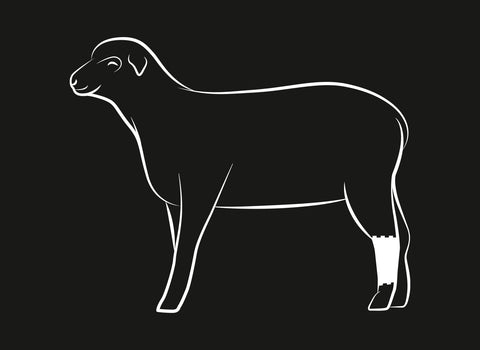 Fleisch Know-how: Lammstelze